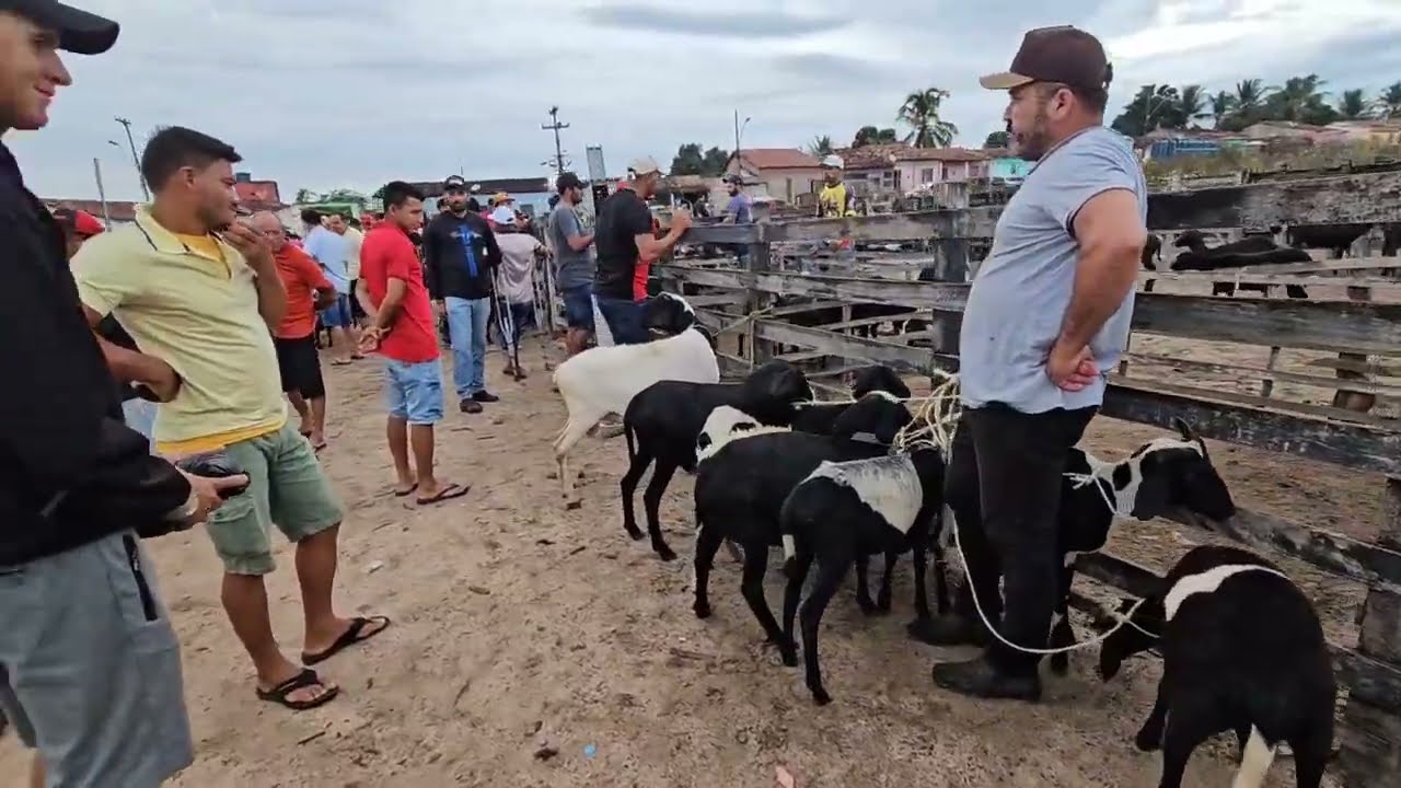 Feira dos ovinos e caprinos da Vila Folha Miúda Craíbas Al, dia 01/03/2026.