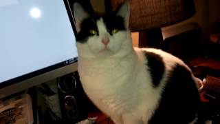 BipCat plays with BipCoin button with BipCats face on it