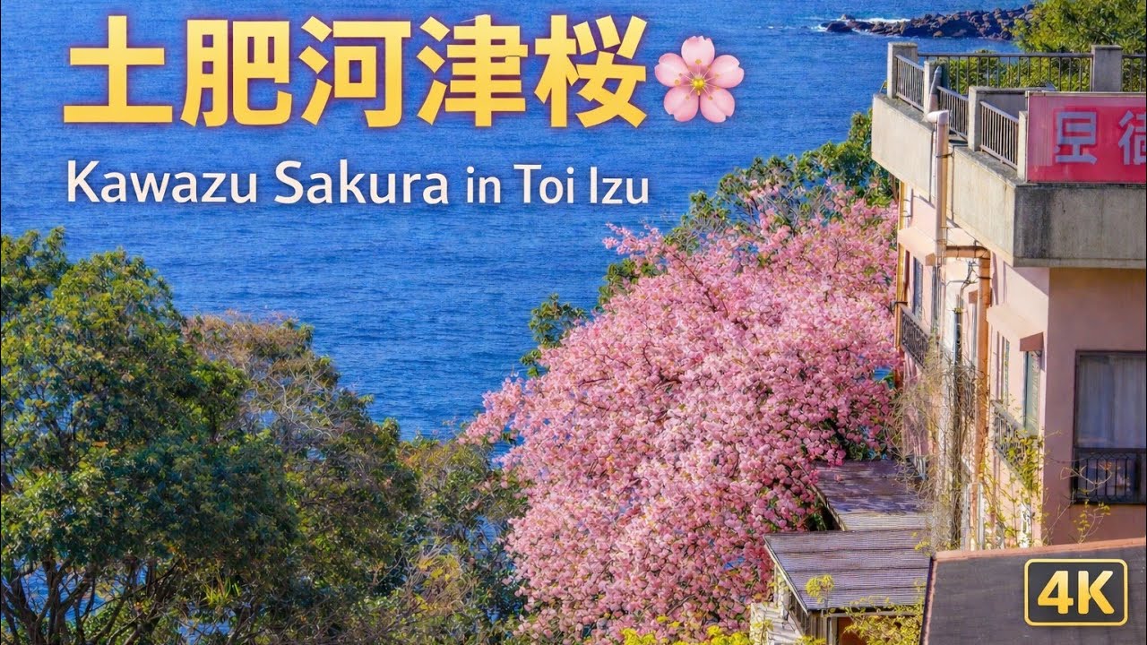 土肥温泉の河津桜🌸早咲き絶景｜Kawazu Sakura in Toi Izu, Shizuoka 4K #河津桜 #土肥温泉#伊豆 #sakura 