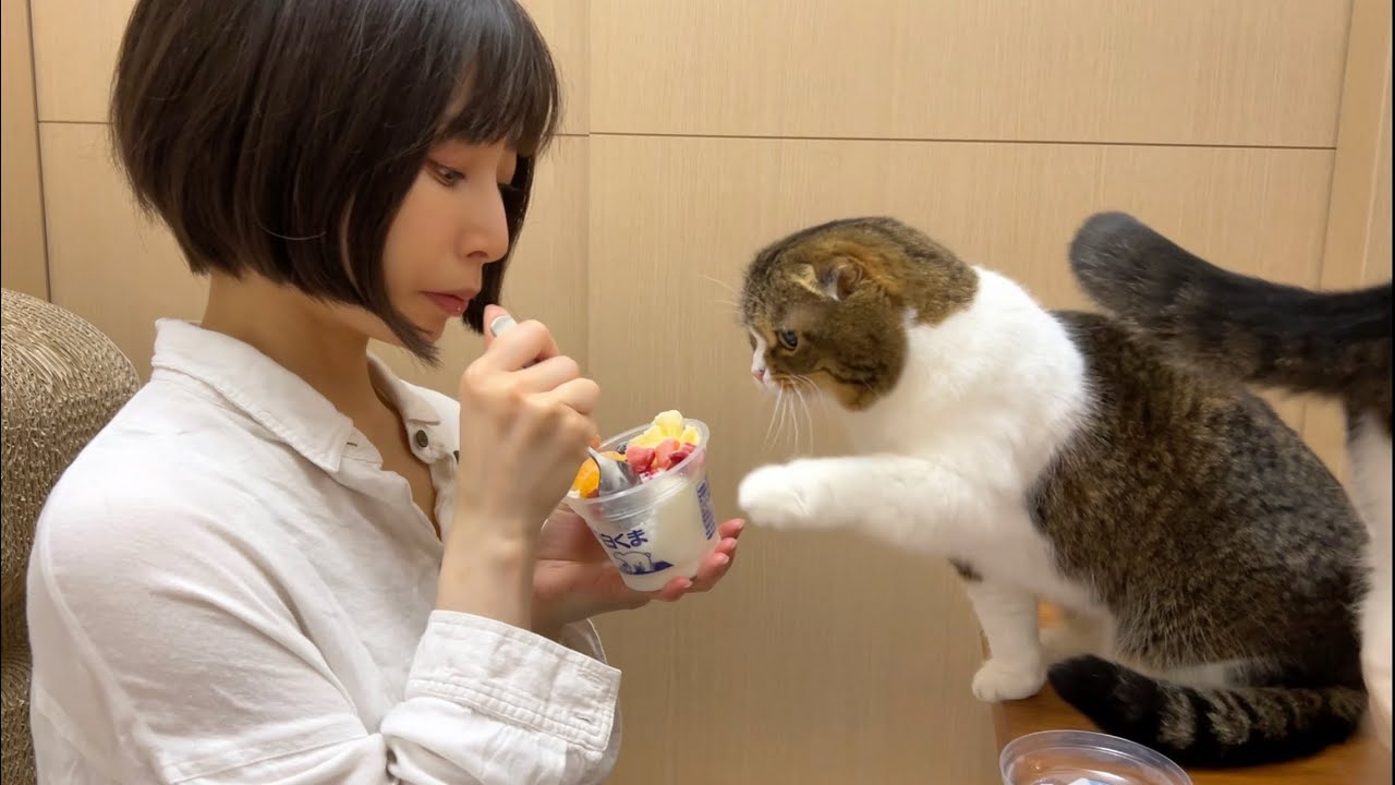 The cat showed up while I was eating ice cream… - YouTube