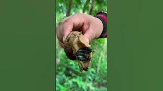 Survival Skills : I see snails in the forest 🐌🌳#nature #bushcraft #survival #camping #lifehacks