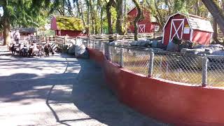 The Running of the Goats - Beacon Hill Children's Farm