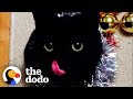 Mum Shows Heartbroken Cat How to Feel Whole Again | The Dodo You Know Me Now Meet My Pet