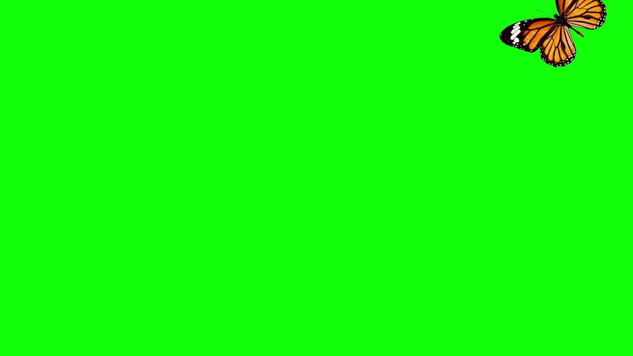 Flying Butterfly Green Screen Video For Animation YouTube