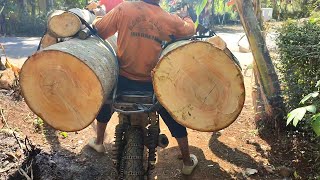 a smart but risky way to transport large amounts of wood using a motorbike