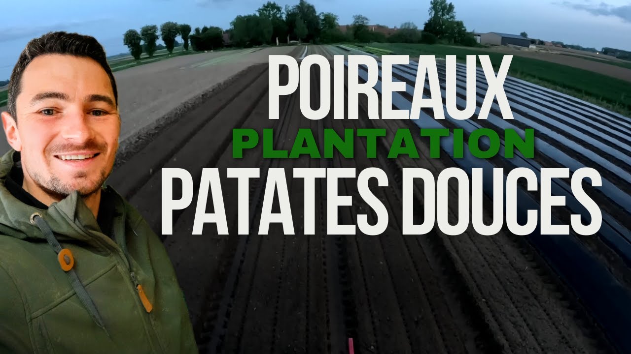 Plantation poireaux primeurs et patates douces