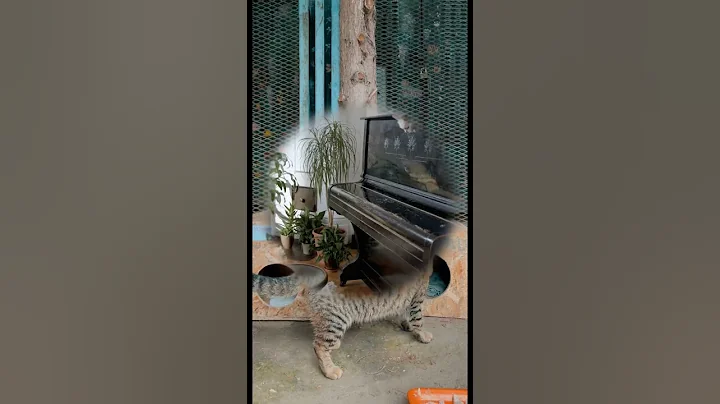 #cutecat #shortvideo #trending #trendingshorts #viral #animals #catlovers #shorts#short #viralshorts