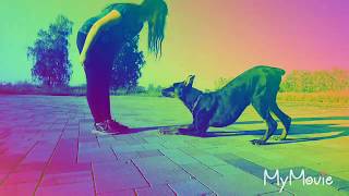 Dog tricks. Doberman 8 months / Доберман 8 месяцев. Прогулка, трюки Dog tricks. Doberman 8 months / Доберман 8 месяцев. Прогулка, трюки