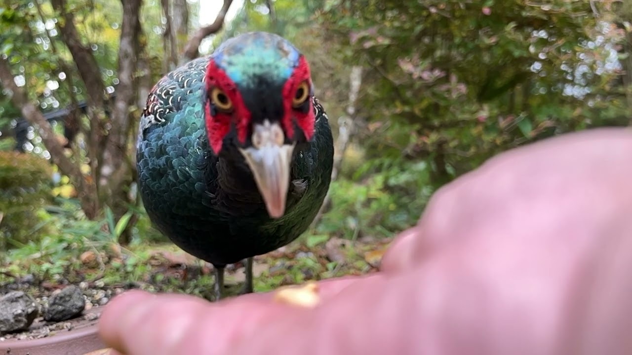 雉 キジ / Pheasant , Japan's national bird. - YouTube