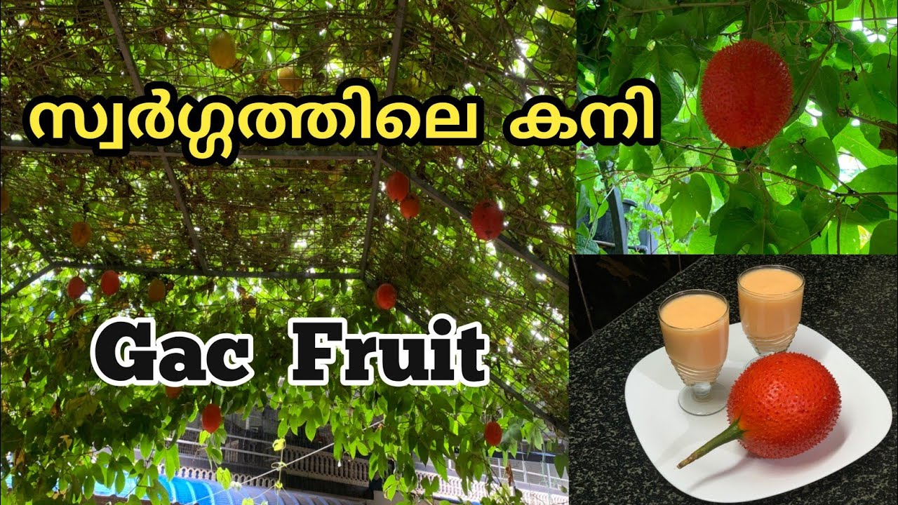 Gac Fruit Healthy Benefits Of Gac fruit Gac Fruit Shake Miracle Fruit YouTube