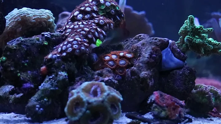 The reef edition 2021