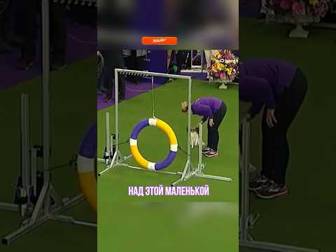 Над этой маленькой собакой смеялись, но она доказала что зря #животные