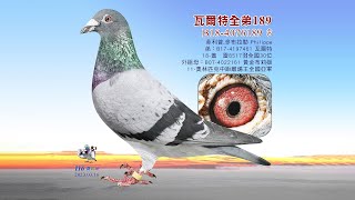 【特賣會】B18-4076189