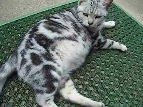 アメリカンショートヘアの親子 妊娠中の娘猫と母猫 American Shorthair Cat Youtube アメリカンショートヘアの親子 妊娠中の娘猫と母猫 American Shorthair Cat Youtube