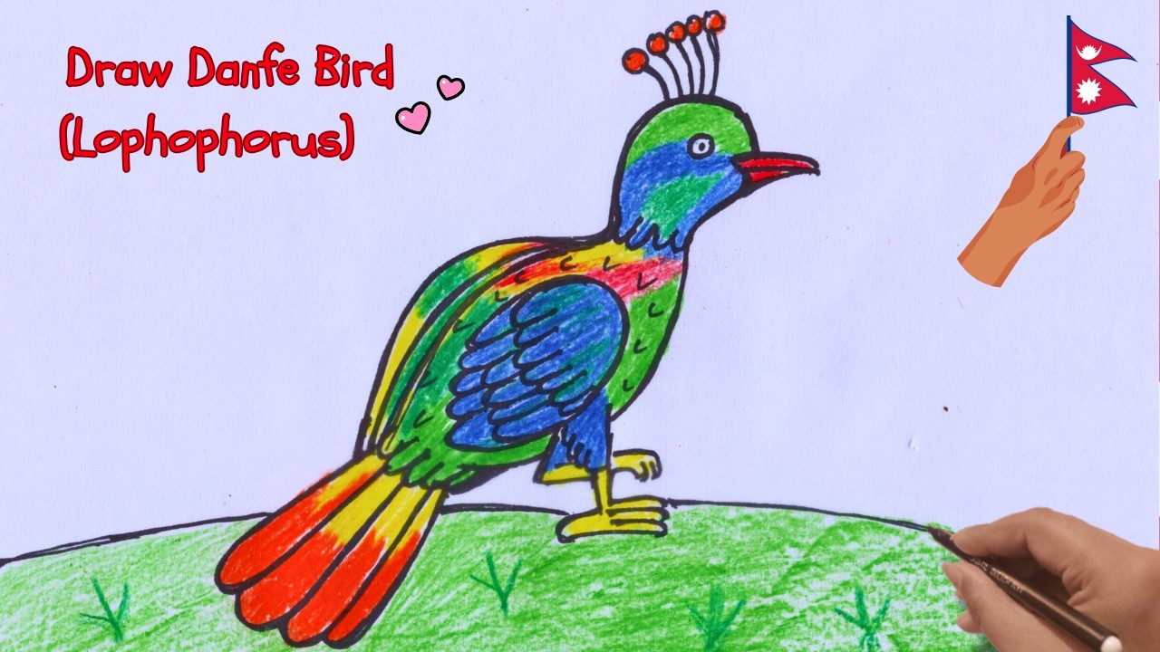 Drawing National Bird of Nepal || डाँफे || Himalayan Monal || Lophophorus || Danphe 🩷