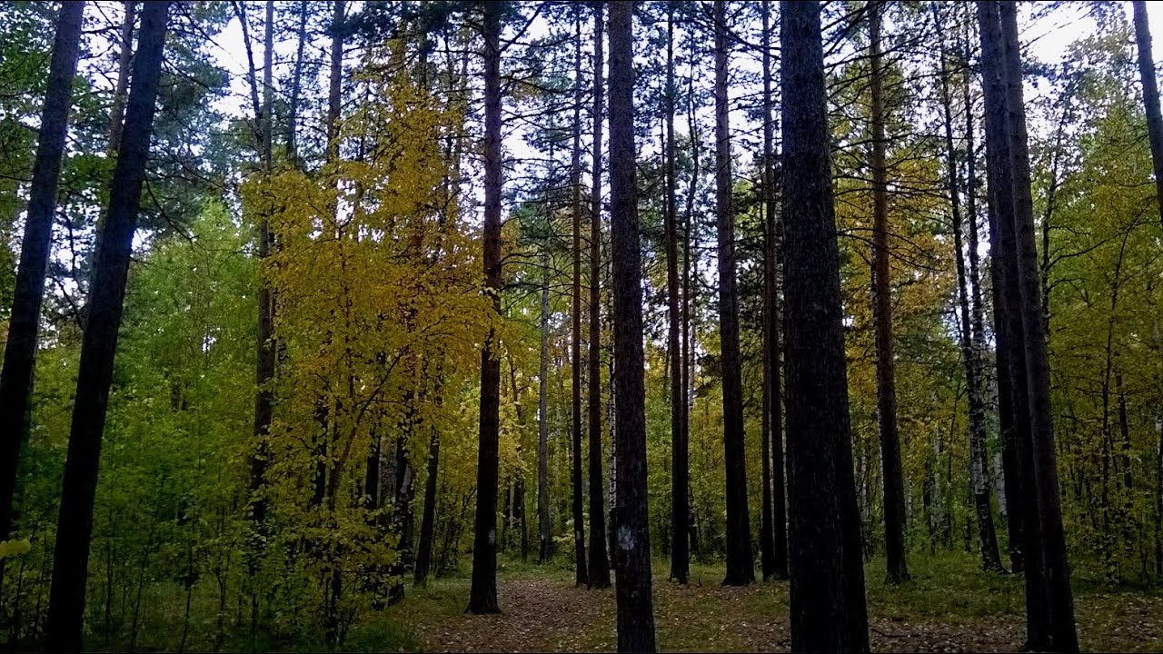 2019-09-19 Park in Energetik, Angara River, +16°C, Bratsk, Siberia ...