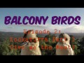 Balcony Birds EPISODE 2: Kookaburras Give Me The Meat!