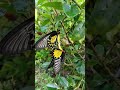 【罕見片段】於粉嶺舊場拍攝到一對正在交配的裳鳳蝶 || Rare footage of a pair of mating Common Birdwing butterflies