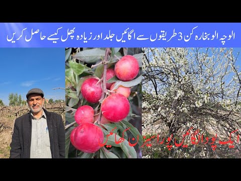 How Alocha plum cultivation unique method (Three types) of growing ...