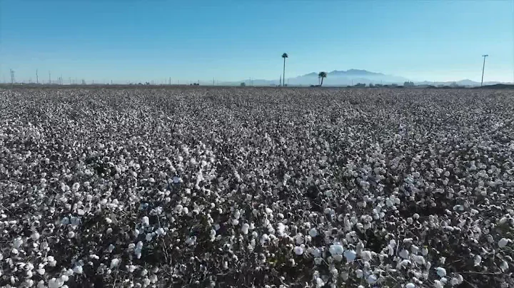 Arizona cotton growers to receive federal aid