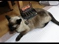 【ダイバーニャンス】猫用ニキシー管時計を作ったった【スチームパンク風】 DIY steampunk cat