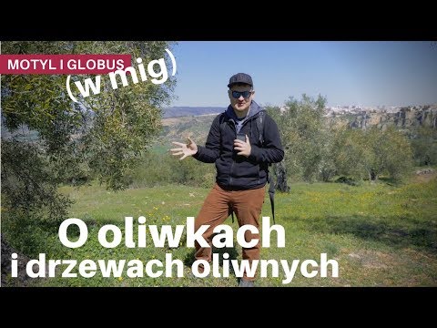 Wideo: Dlaczego Drzewo Oliwne Stało Się Symbolem Długowieczności I Wierności