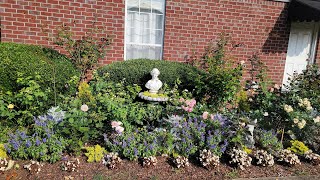Rose garden | 2 months update | It is getting HOT!! | Heat tolerant rose | Mobile Alabam | Zone 8b
