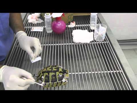 Video: Cómo Curar Una Tortuga