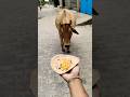 gai ko roti khilao 🥰🐄✅ #cow​​​​​​​​​​​​​​​ #animals​​​​​​​​​​​​​​​ #food​​​​​​​​​​​​​​​ #trending​​​