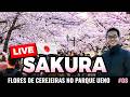 [🔴 AO VIVO ] Japão 2026: Sakura (Flores de cerejeira) no parque de Ueno, Tóquio (Ep.08)