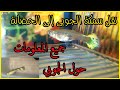 طريقة نقل سمكة الجوبي الحامل الى الحضانة و كيفية الاعتناء بالاسماك 