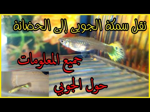 طريقة نقل سمكة الجوبي الحامل الى الحضانة و كيفية الاعتناء بالاسماك 