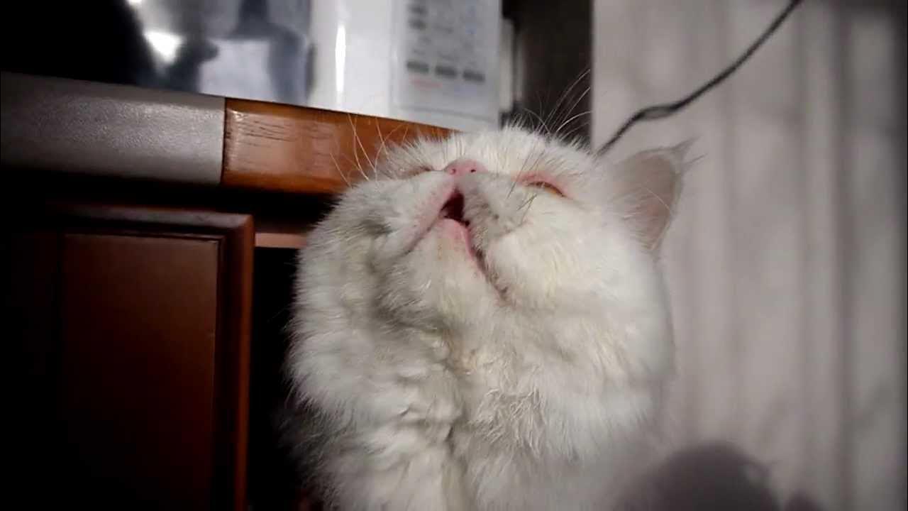 Кошки разговаривают видео. Говорящие коты. кот реджик. видео говорящие коты. видео говорящие коты приколы.