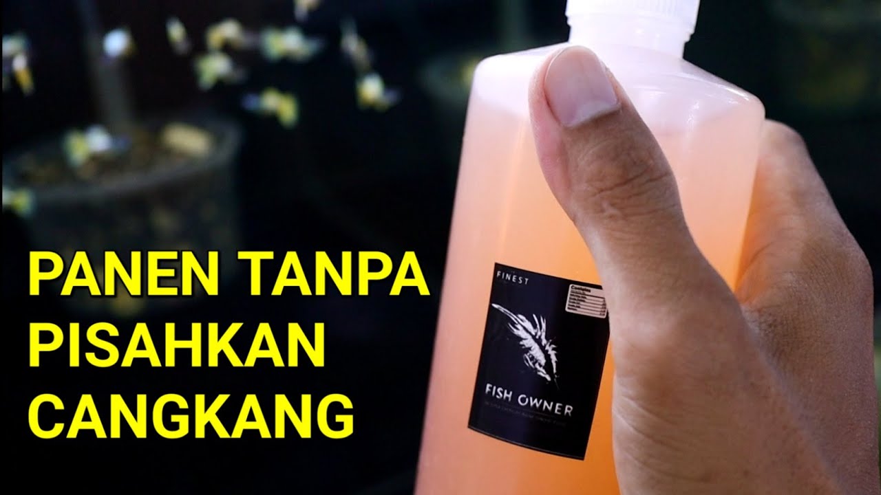 ARTEMIA HARGA MURAH TANPA PERLU PISAH CANGKANG