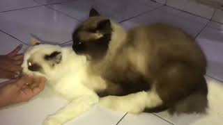 cat mating 😍 : Videos cats and dogs - fuuny videos cat . dog 😍😍