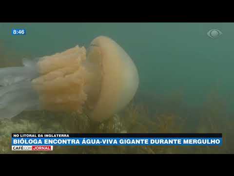 Vídeo: Uma água-viva Gigante De Tamanho Humano Foi Encontrada No Reino Unido - - Visão Alternativa