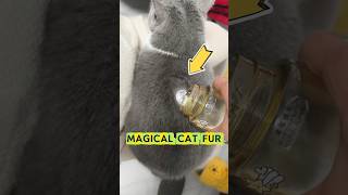 Watch This Magic Cat Fur