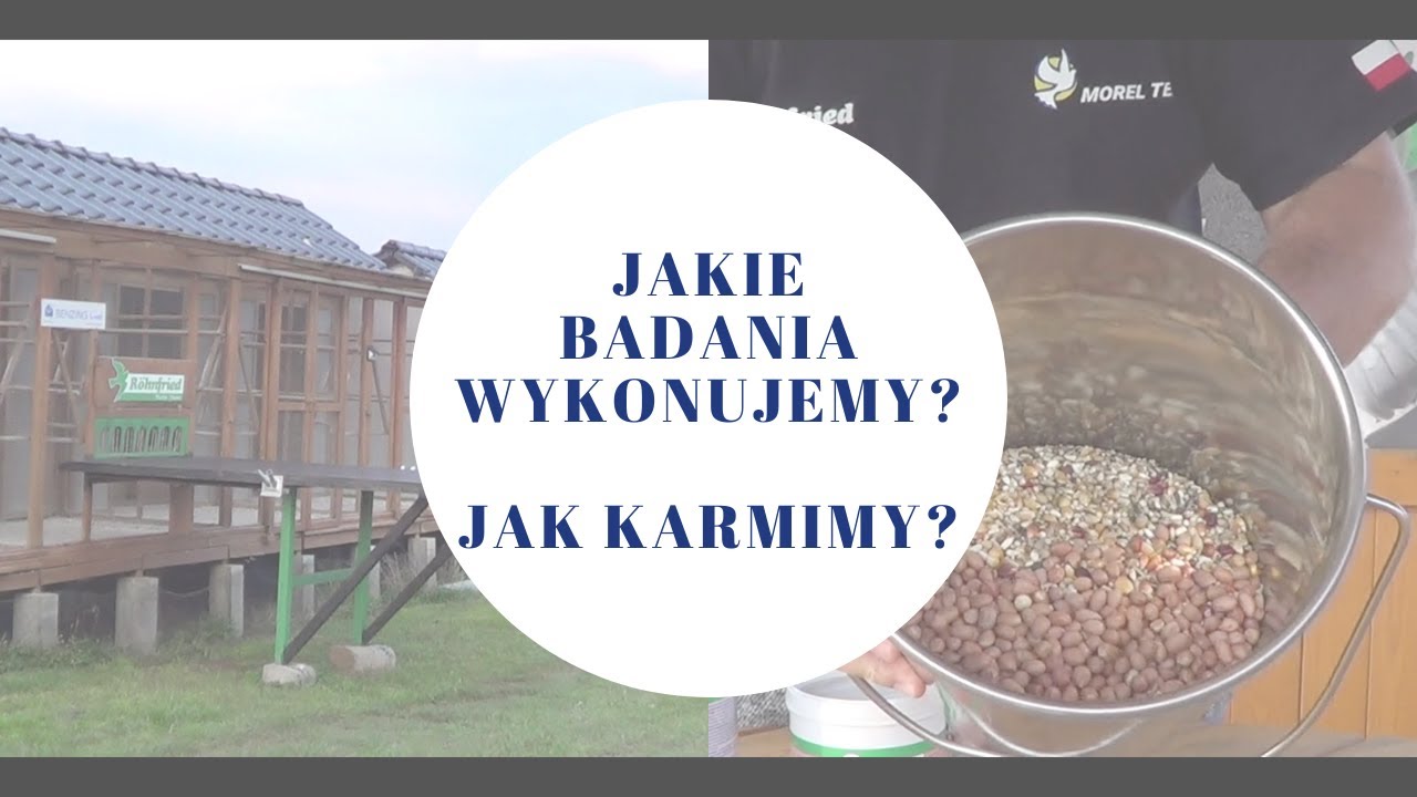 Jakie badania wykonujemy? Jak karmimy? - Morel Team