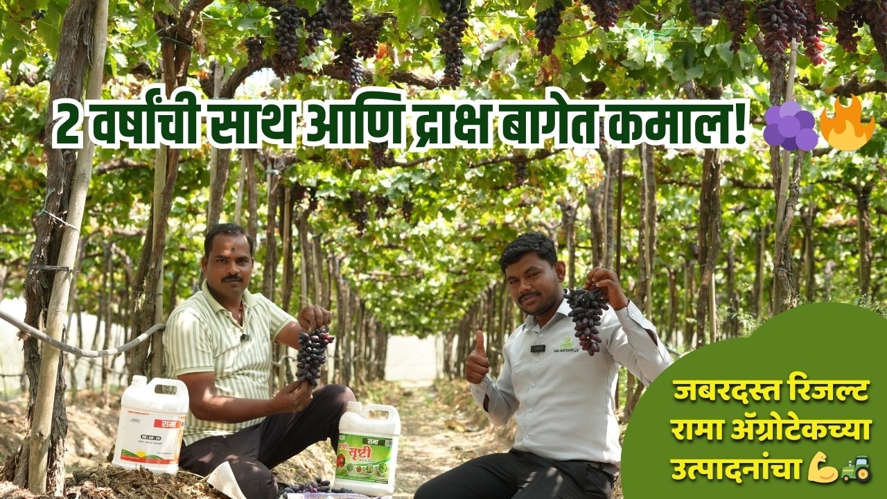 २ वर्षांची साथ आणि द्राक्ष बागेत कमाल! 🍇🔥जबरदस्त रिजल्ट रामा ॲग्रोटेकच्या उत्पादनांचा 💪🚜