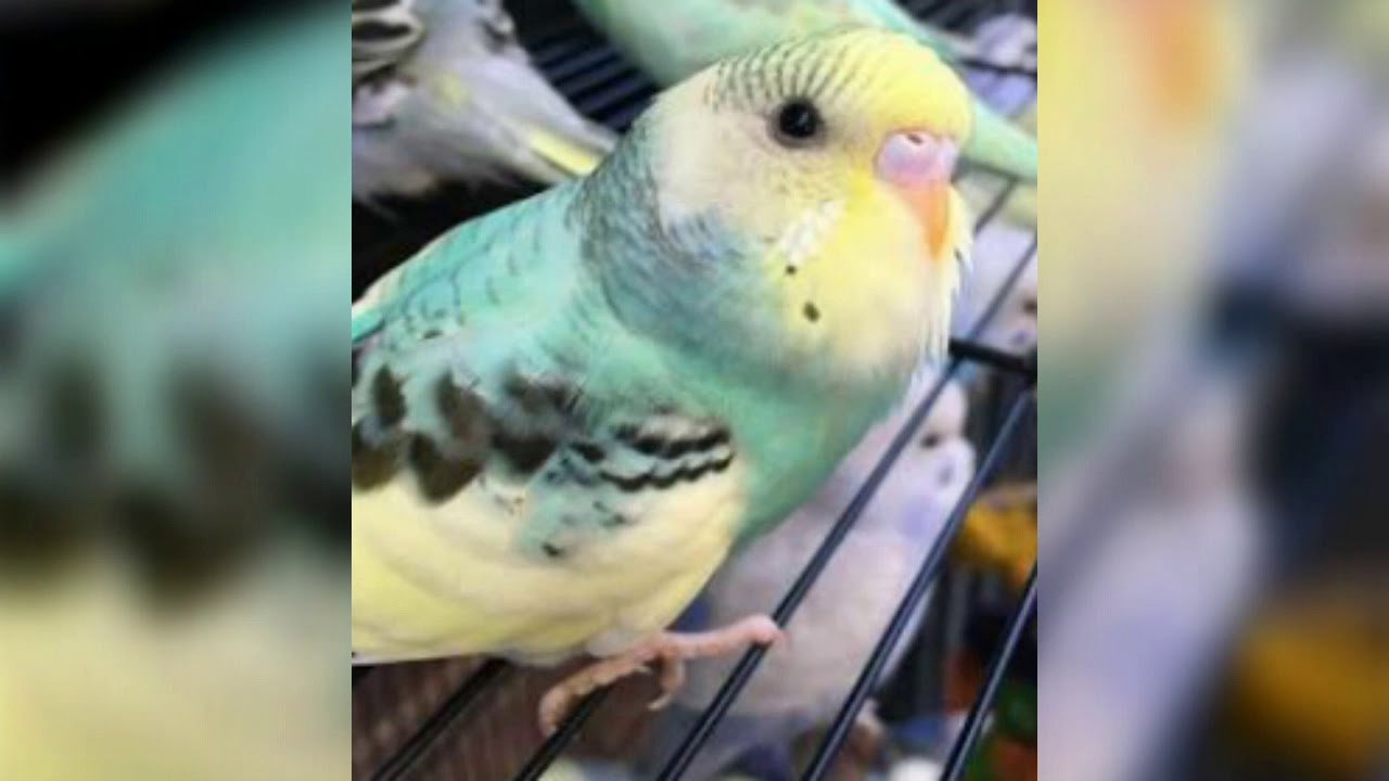 Cheer up your bird! | Budgie sounds for lonely budgies