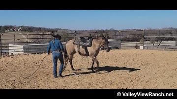 Shining C Cruisindun(Dotty) - cracking the bullwhip! - ValleyViewRanch.net