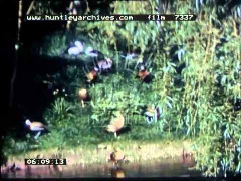 Amature home movies Amature home movies