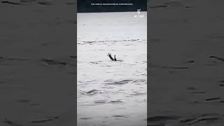 Crocodile Pretends To Be Drowning Human