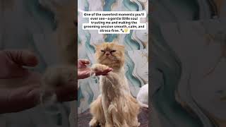 Hair cutting #youtubeshorts #cat