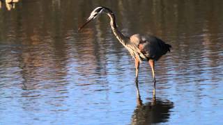 Great Blue Heron Fishing