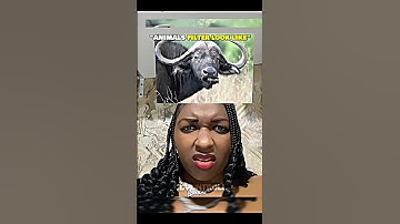 Animals Filter Look Like ☠️ #trollface #edit #usa