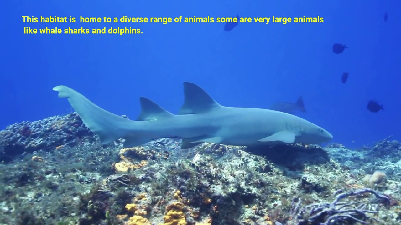 How Do Marine Ecosystem Impacts Assessments ACTUALLY Work!