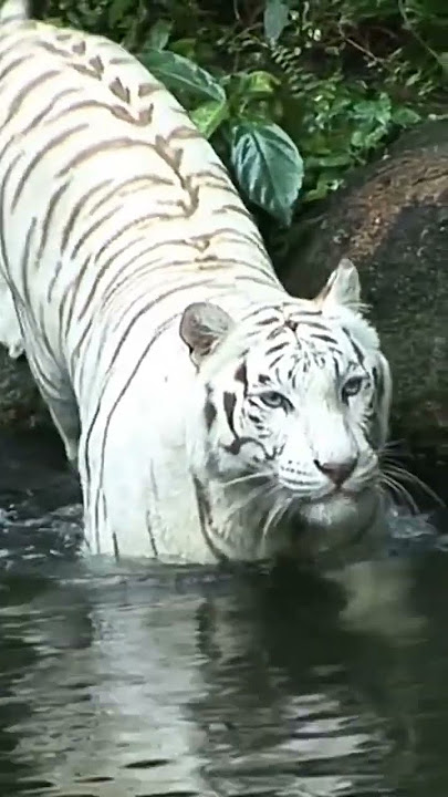 macan putih  #shorts #viral