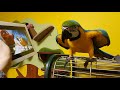 Попугай ара смотрит канал ара фм