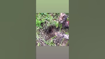 câu lươn| bán dây câu